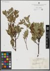 Foto von Salix hastata L.